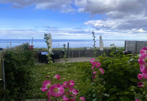 Nedelko - 20M from the Sea: Blomst, Kronblad, Blomstrende Plante, Ocean, Hav, Have, Urteagtig Plante, Rose Family, Wildflower