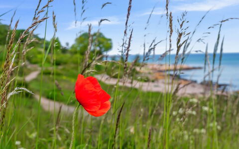 Yosefin - 50M from the Sea: Græs, Græs-, Land Lot, Sommerhus, Landdistrikt, Eng, Garden Bygninger, Have, Skur