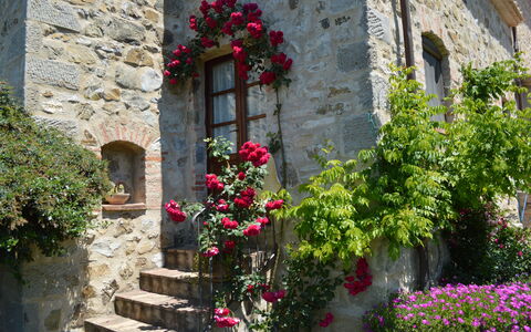Agriturismo Bellavista, Private Pool, Val D'Orcia: Blomst, Væg, Grøn, Busk, Kronblad, Lyserød, Forår, Stenmur, Have