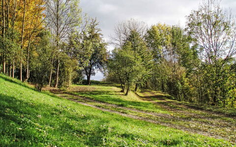 Green Valley Park Stárkov 15: Blad, Grøn, Træ, Græs, Afdeling, Naturligt Miljø, Natur, Naturlige Landskab, Vegetationen, Græs-