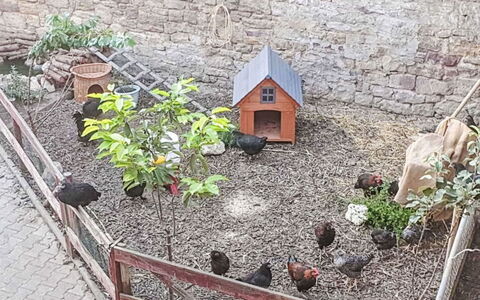 Tinkerhof Stahlhut: Have, Backyard, Gård, Hegn