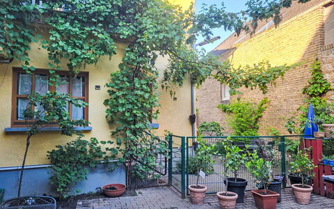 Tinkerhof Stahlhut: Grøn, Busk, Blomsterkrukke, Forår, Stueplante, Have, Gård, Gårdsplads, Backyard