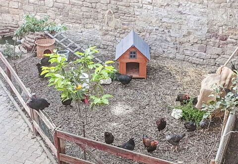 Tinkerhof Stahlhut: Have, Backyard, Gård, Hegn