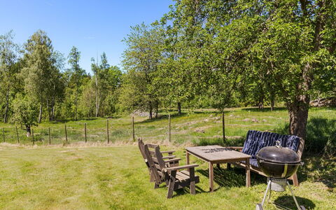 Piggsmåla: Træ, Græs, Busk, Græs-, Land Lot, Almindeligt, Have, Lawn, Skygge, Forår