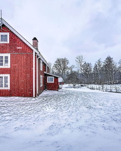 Piggsmåla