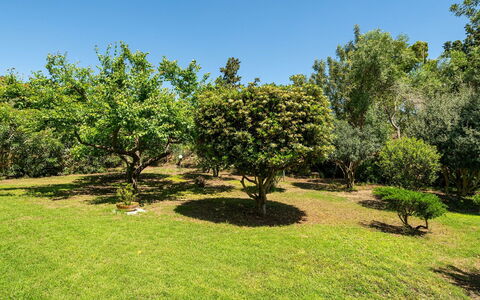 Malù House: Blad, Naturligt Miljø, Afdeling, Vegetationen, Busk, Plantesamfund, Have, Almindeligt, Plantation, Vedplante