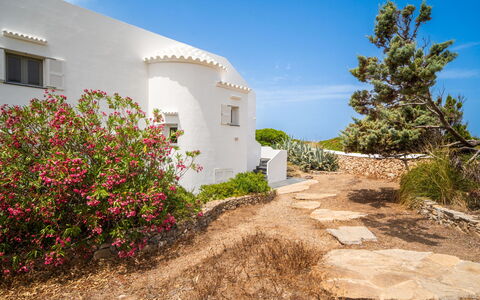 Sa Blanca: Busk, Plantesamfund, Have, Shrubland, Landscaping, Wildflower