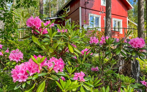 Metsis: Blomst, Kronblad, Lyserød, Forår, Have, Vedplante, Blomstrende Plante, Botanisk Have