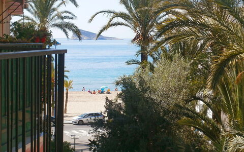 Turia Playa: Træ, Palme Træ, Arecales, Ejendom, Ferie, Attalea Speciosa, Vedplante, Plante, Udvej, Tropics