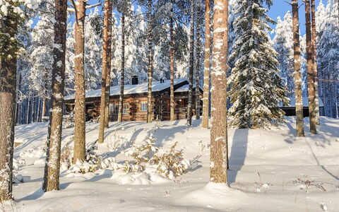 Janttara: Sne, Afdeling, Træ, Vinter, Træ, Skov, Fryser, Kvist, Bagagerum