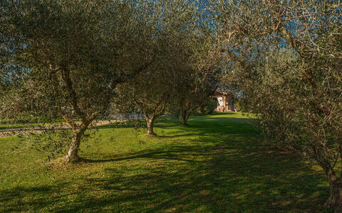 Villa Bolgheri Vermentino Castagneto Carducci: Blad, Træ, Græs, Afdeling, Naturligt Miljø, Natur, Vegetationen, Kvist, Græs-, Bagagerum