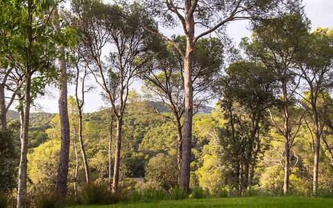 Villa Bamby: Blad, Træ, Naturligt Miljø, Afdeling, Natur, Vegetationen, Træ, Naturlige Landskab, Skov, Økoregion