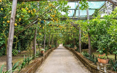 Villa Romantic Garden: Have, Botanisk Have, Skygge, Walkway, Plantation, Orange