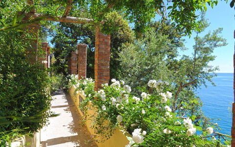 Little Mansour: Blomst, Busk, Forår, Have, Rose Family, Hegn, Botanisk Have