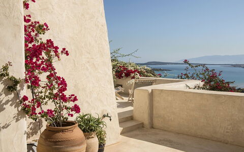 Villa Mycenaean: Blomst, Blomsterkrukke, Lyserød, Kronblad, Stueplante, Afskaarne Blomster, Blomsterhandlere, Have, Floral Design