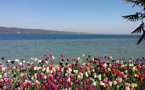 Villa Alina: Blomst, Kronblad, Coastal Og Oceaniske Landskabsformer, Lyserød, Hav, Forår, Blomstrende Plante, Kyst, Have, Ocean