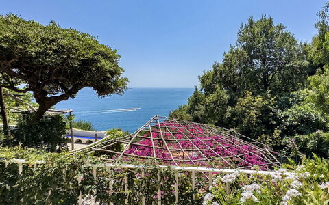 Villa Sole di Amalfi: Busk, Have, Botanisk Have, Landscaping, Tropics, Blossom