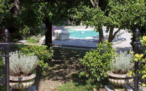 Villa Virginia: Busk, Have, Blomsterkrukke, Skygge, Forår, Landscaping, Flise, Backyard, Gård