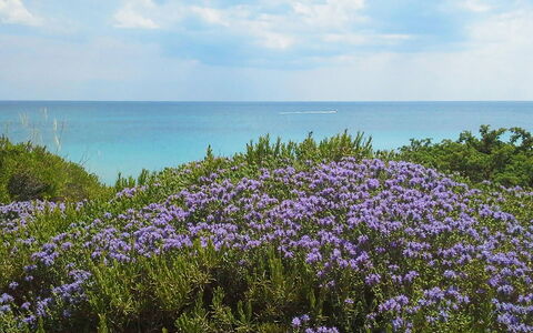 Villa la Rezza: Blå, Vand, Krop Af Vand, Blomst, Horisont, Hav, Coastal Og Oceaniske Landskabsformer, Kyst, Ocean, Strand