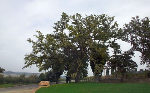 Villa Montichiello: Træ, Blad, Afdeling, Bagagerum, Vedplante, Evergreen