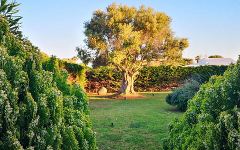 Villa Neper: Blad, Grøn, Natur, Vegetationen, Busk, Have, Plantesamfund, Vedplante, Bagagerum, Sollys