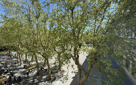 Casa Anna 13: Afdeling, Blad, Træ, Kvist, Bagagerum, Forår, Vedplante, Skygge