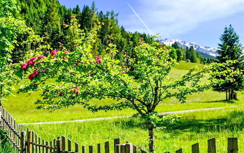 Knaushäusl: Grøn, Blomst, Natur, Forår, Have, Eng, Mark, Pasture, Hegn, Parkere