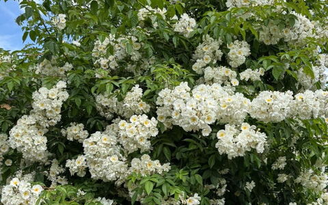 Gartenstudio Belle Vue: Blomst, Busk, Kronblad, Forår, Blomstrende Plante, Vedplante, Have, Blossom, Rose Family
