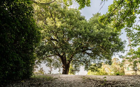 Villa Checco: Blad, Afdeling, Træ, Natur, Grøn, Naturligt Miljø, Vegetationen, Kvist, Bagagerum, Skygge