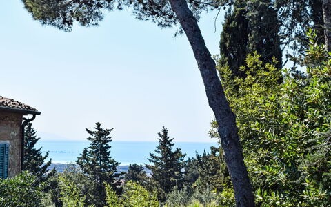 Rosignano Marittimo 13: Blå, Blad, Træ, Afdeling, Vegetationen, Vedplante, Evergreen, Pine Family
