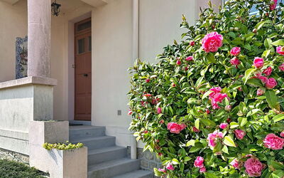 La Rose des Pins