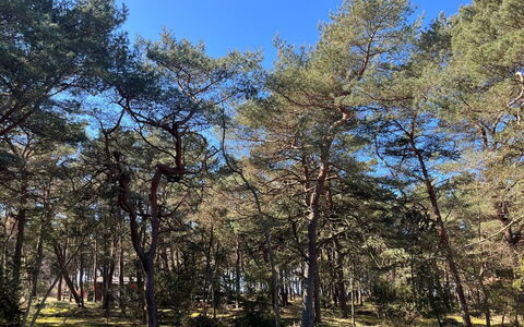 Ermelina - 150M from the Sea: Træ, Afdeling, Blad, Træ, Vegetationen, Skov, Plantesamfund, Bagagerum, Woodland, Naturreservat