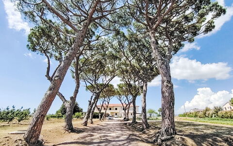 Bibbona 15: Afdeling, Blad, Træ, Vegetationen, Bagagerum, Vedplante, Skygge, Sti, Landscaping, Walkway