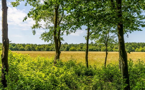 Friderica - 30Km from the Sea: Grøn, Blad, Naturligt Miljø, Træ, Naturlige Landskab, Vegetationen, Græs-, Gul, Sommer, Almindeligt