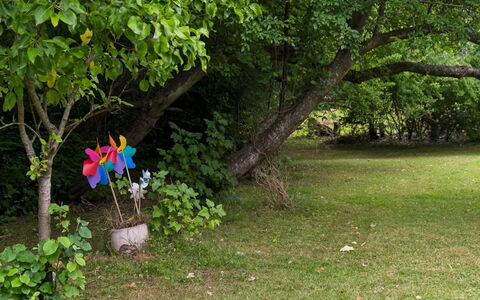 Niela - 700M from the Sea: Blad, Grøn, Afdeling, Vegetationen, Busk, Bagagerum, Have, Kronblad, Forår, Kvist