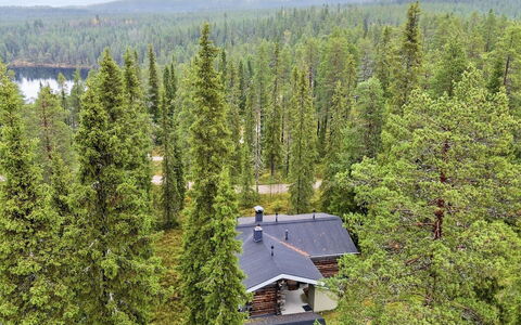 Rukan Kivikelo: Træ, Naturligt Miljø, Blad, Skov, Plantesamfund, Lærk, Woodland, Naturreservat