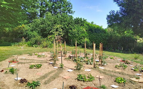 Coin Nature: Busk, Plantesamfund, Have, Bunddække, Jord, Vedplante, Plantation, Botanisk Have, Landscaping
