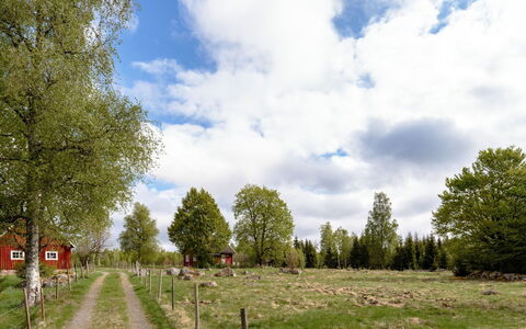 Grönadal: Græs, Træ, Blad, Almindeligt, Græs-, Land Lot, Landdistrikt, Mark, Pasture