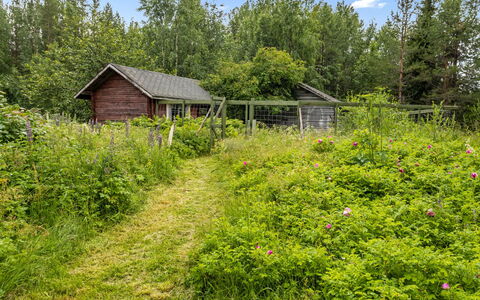 Ohola: Græs, Vegetationen, Busk, Plantesamfund, Land Lot, Have, Græs-, Bunddække, Sommerhus