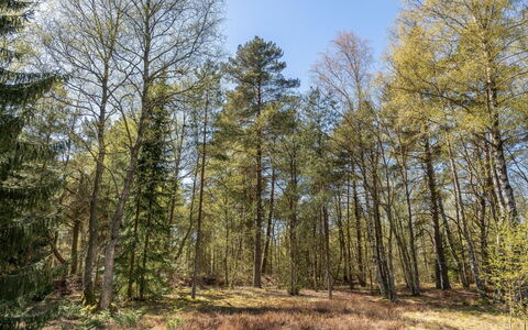 Jooseppi - 4.8Km from the Sea: Blad, Træ, Naturligt Miljø, Afdeling, Træ, Vegetationen, Skov, Naturlige Landskab, Ødemark