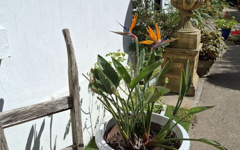 The Mews: Blomst, Blomsterkrukke, Blomsterhandlere, Stueplante, Have, Floral Design, Afskaarne Blomster