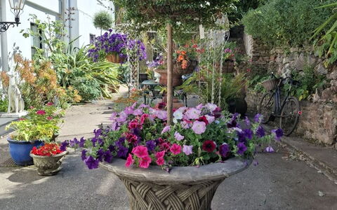 The Mews: Blomst, Busk, Blomsterkrukke, Have, Blomsterhandlere, Forår, Stueplante, Gård, Landscaping
