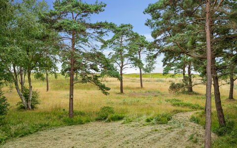 Aman - 100M from the Sea: Træ, Græs, Vegetationen, Naturlige Landskab, Græs-, Økoregion, Almindeligt, Land Lot, Plantesamfund