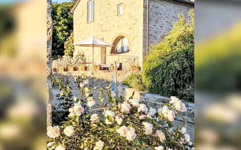 Rufina 985: Blomst, Busk, Sommerhus, Have, Haveroser, Rose Family, Landscaping, Gård, Indkørsel, Rose