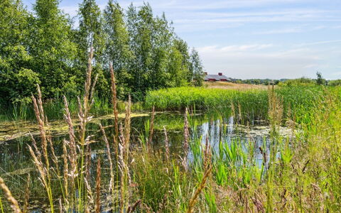 Eia - 1.5Km from the Sea: Grøn, Vand, Marsk, Naturligt Miljø, Græs, Naturlige Landskab, Vegetationen