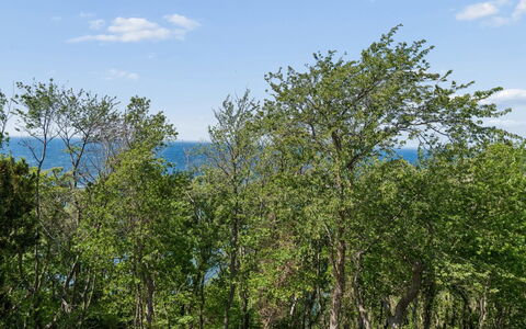 Arnt - 100M from the Sea: Blad, Træ, Naturligt Miljø, Natur, Afdeling, Vegetationen, Økoregion, Busk, Plantesamfund, Naturreservat
