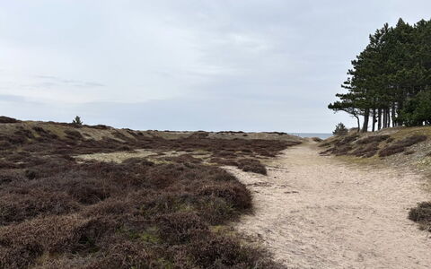 Elisej - 350M from the Sea: Naturligt Miljø, Økoregion, Ødemark, Plantesamfund, Terræn, Sti, Jord, Sand, Geologi, Shrubland