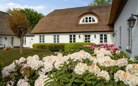 Jolanda: Grøn, Bakke, Highland, Landbrug, Plantation, Hill Station, Mark, Landdistrikt, Eng, Pasture