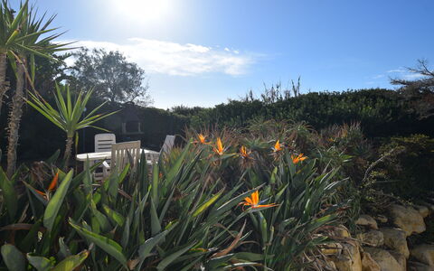 Punta Braccetto Fronte Mare: Have, Landscaping, Botanisk Have