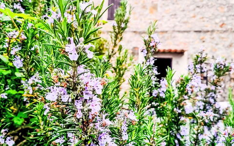 Shelter in the Heart of Tuscany: Blomst, Grøn, Lyserød, Kronblad, Purple, Blomstrende Plante, Urteagtig Plante, Wildflower